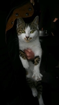Micko