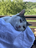 Pepi