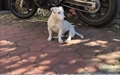 Laky
