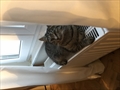 Mimi
