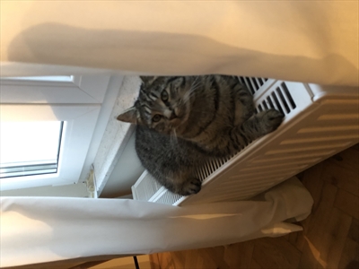 Mimi
