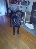 Dingo