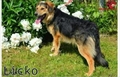 Licko