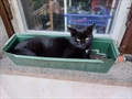 Blacky