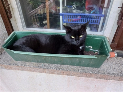Blacky