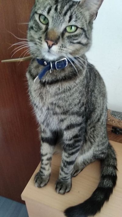 Brko