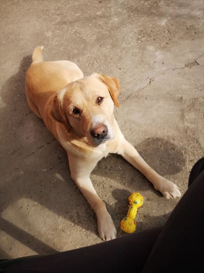 Bubi