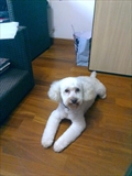 Bubi