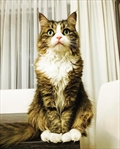Nala