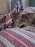 Nala 