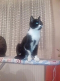 MICEK