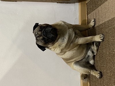 Po