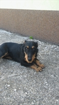 Colt (zvali smo ga Dingo)