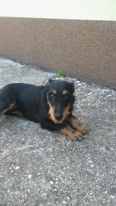 Colt (zvali smo ga Dingo)