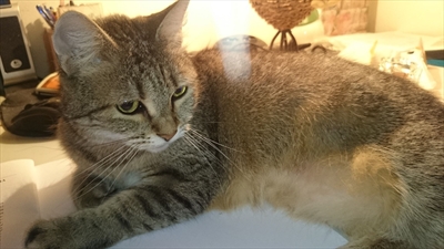 Draga