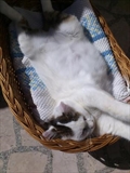 Mica