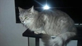 Lady
