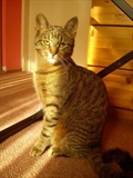 Nala