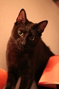 Samael