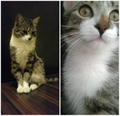 Roki (Eufrat)