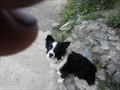 Bleki