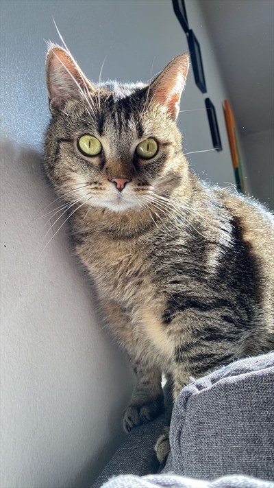 TIGI