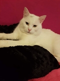 Jackson