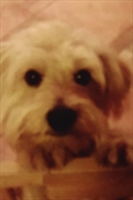 Arci