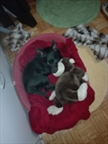 Bobi