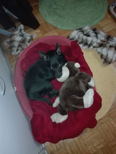Bobi