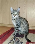 Beni 