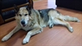 BOBI