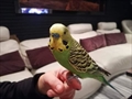 Rio