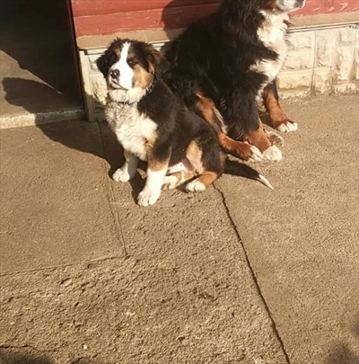 Frka