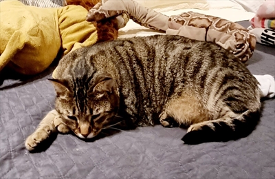 Gizmo