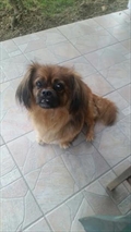 Rambo