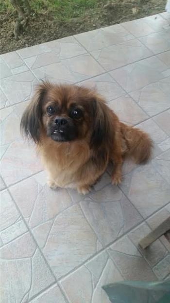 Rambo