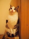 Skipi