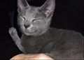 Đurđa