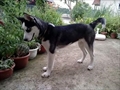 Brundo