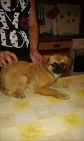 Pikica