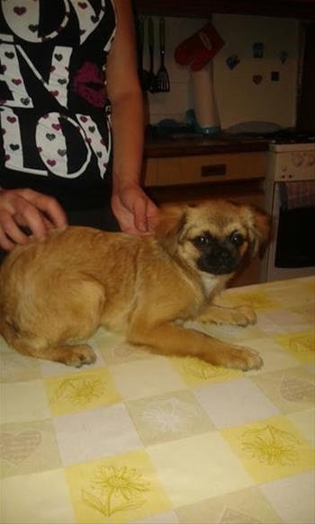 Pikica