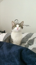 Lu