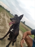 Roni