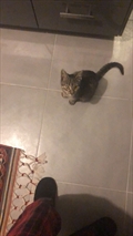 Kika