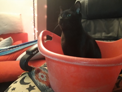 Jinx