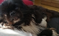 Odin