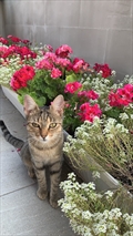Frida