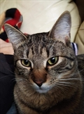 Loki