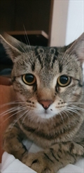 Rocky
